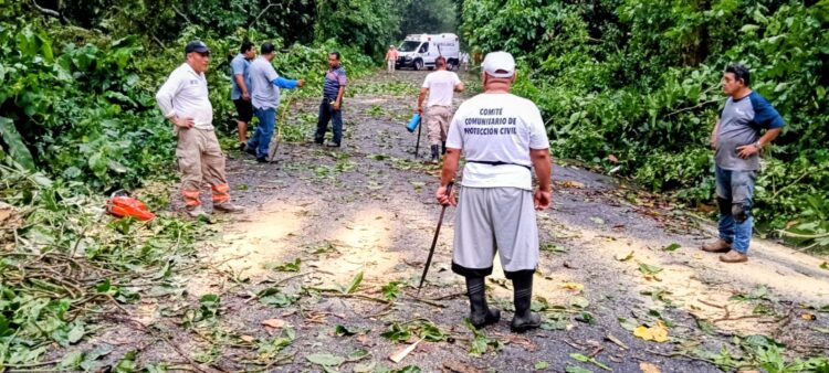 PC de Tuxtla Chico libera tramos carreteros ante árboles caídos