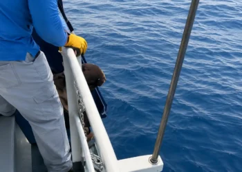 Participa UNACH en acciones para atender a ejemplar de lobo marino varado en playas de Mazatán