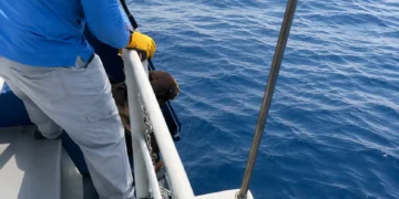 Participa UNACH en acciones para atender a ejemplar de lobo marino varado en playas de Mazatán