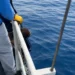 Participa UNACH en acciones para atender a ejemplar de lobo marino varado en playas de Mazatán