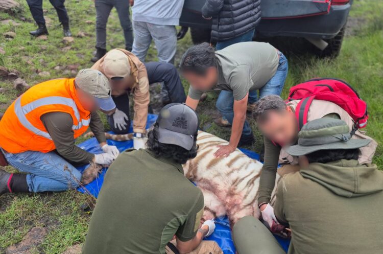 Muere tigre de Bengala tras operativo de búsqueda en Tepetlaoxtoc
