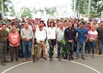 Ayuntamiento de Tapachula fortalece al sector cacaotero con plantas de alto rendimiento