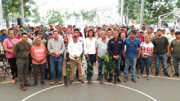 Ayuntamiento de Tapachula fortalece al sector cacaotero con plantas de alto rendimiento