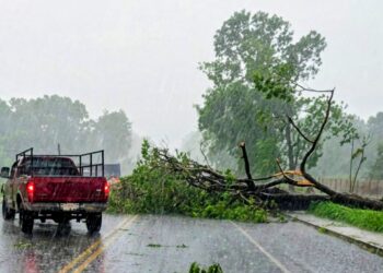Gobierno de Tuxtla Chico a través de Protección Civil atiende colapso de árbol y libera vialidad sobre el kilómetro 10