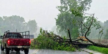 Gobierno de Tuxtla Chico a través de Protección Civil atiende colapso de árbol y libera vialidad sobre el kilómetro 10